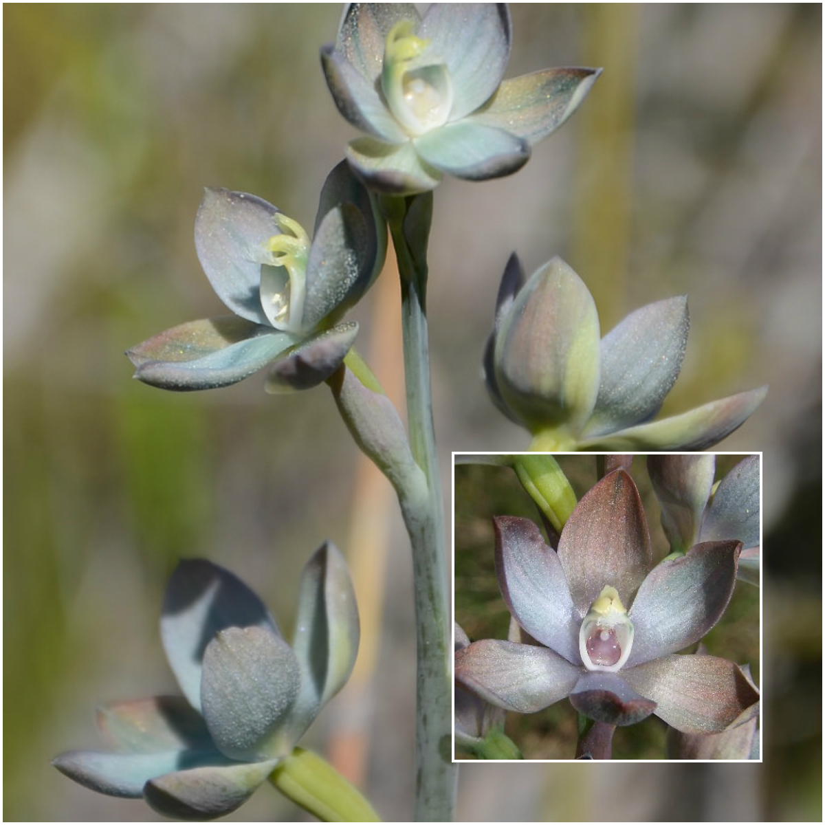 Metallic Sun-Orchid